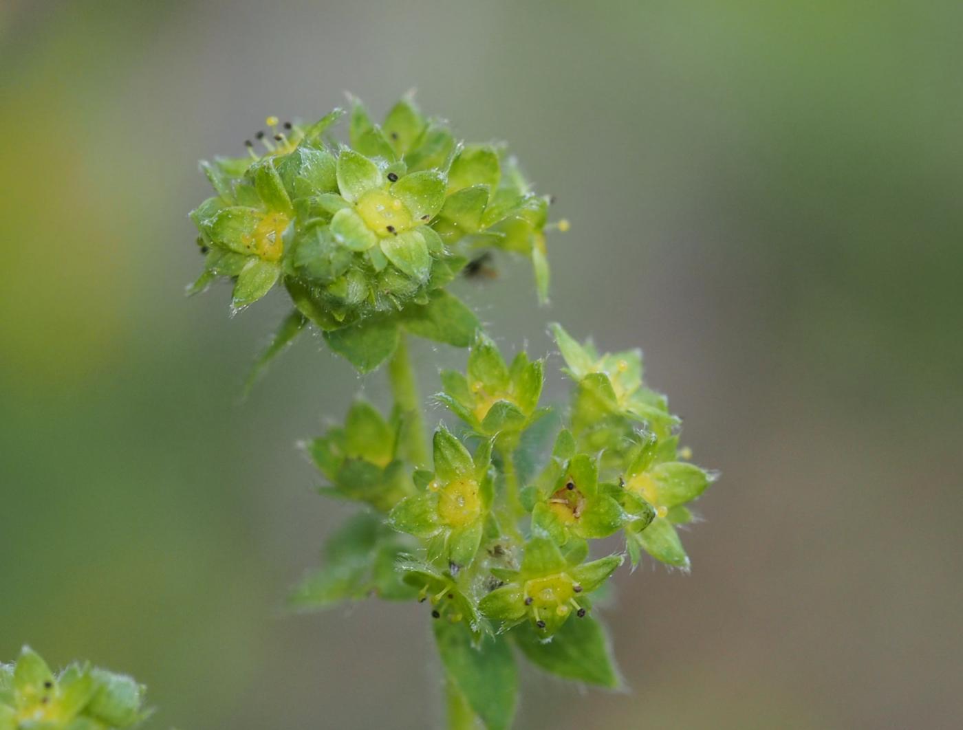 Lady's Mantle,(Blueish) flower